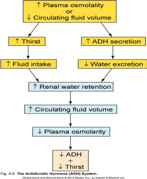 Fluid electrolyte and acid base balance quizlet - 2. No receptors directly monitor fluid or electrolyte absolute levels gained or lost; they minor concentrations and plasma volume. 3. Cells can't move water via active transport. 4. The body's water or electrolyte content will rise if dietary gains exceed environmental losses and will fall if losses exceed gains. ADH.